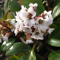 Bergenia 'Bressingham White'